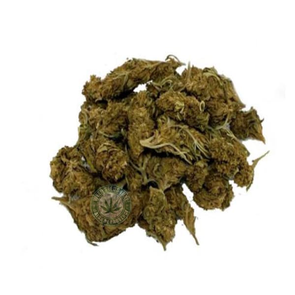 BleuBerry BZ1